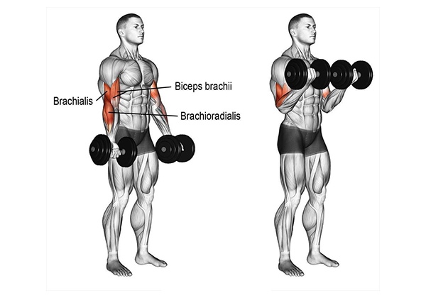 Dumbbell Bicep Curl