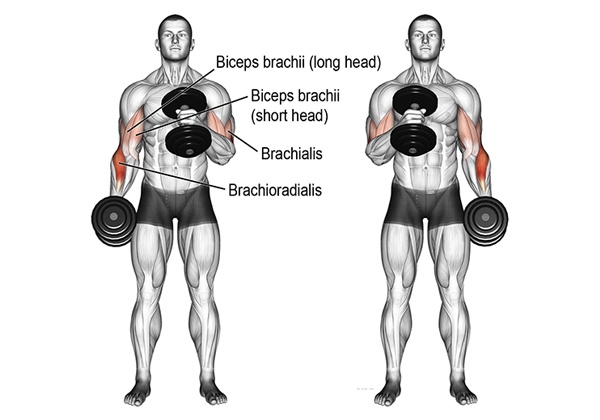 dumbbell cross body hammer curl